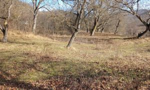 იყიდება 2000 კვმ მიწა - თიანეთის რაიონი