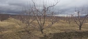 იყიდება 60000 კვმ მიწა - ქარელის რაიონი