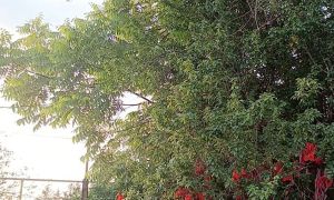 იყიდება 5500 კვმ მიწა - ზუგდიდის რაიონი