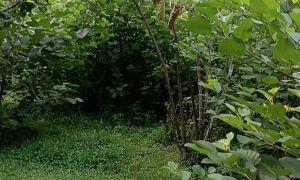 იყიდება 5500 კვმ მიწა - ზუგდიდის რაიონი