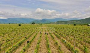 იყიდება 130000 კვმ მიწა - თბილისი