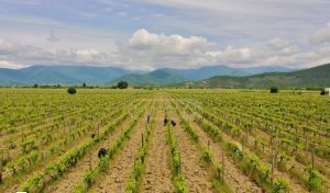 იყიდება 130000 კვმ მიწა - თბილისი