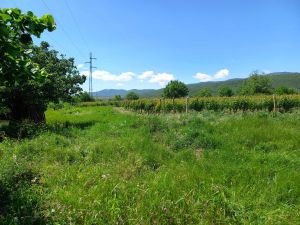 იყიდება 4000 კვმ მიწა - საგარეჯოს რაიონი