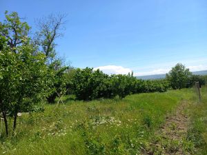 იყიდება 4000 კვმ მიწა - საგარეჯოს რაიონი