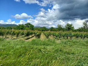 იყიდება 4000 კვმ მიწა - საგარეჯოს რაიონი