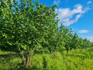 იყიდება 51700 კვმ მიწა - ლაგოდეხის რაიონი