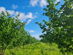 იყიდება 51700 კვმ მიწა - ლაგოდეხის რაიონი