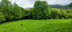 იყიდება 15000 კვმ მიწა - საგარეჯოს რაიონი