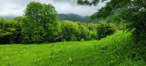 იყიდება 15000 კვმ მიწა - საგარეჯოს რაიონი