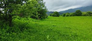 იყიდება 15000 კვმ მიწა - საგარეჯოს რაიონი