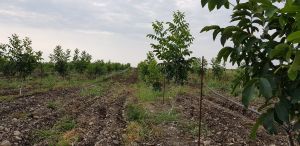 იყიდება 50000 კვმ მიწა - გურჯაანის რაიონი