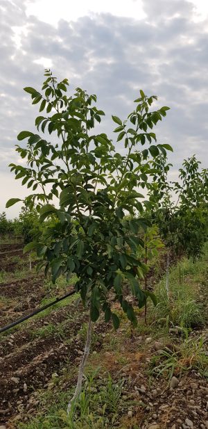 იყიდება 50000 კვმ მიწა - გურჯაანის რაიონი