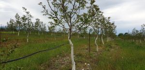 იყიდება 50000 კვმ მიწა - გურჯაანის რაიონი