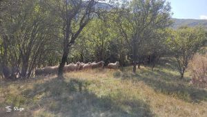 იყიდება 2813 კვმ მიწა - დუშეთის რაიონი