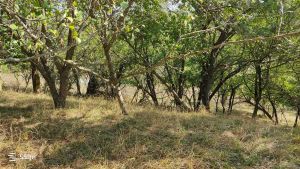 იყიდება 2813 კვმ მიწა - დუშეთის რაიონი