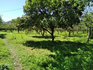 იყიდება 3003 კვმ მიწა - ბათუმი