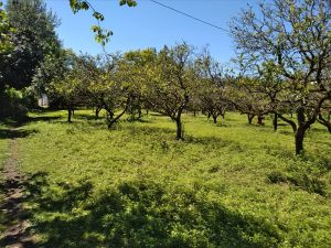 იყიდება 3003 კვმ მიწა - ბათუმი