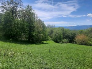 იყიდება 2680 კვმ მიწა - თეთრიწყაროს რაიონი