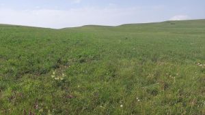 იყიდება 245000 კვმ მიწა - საგარეჯოს რაიონი