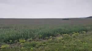 იყიდება 245000 კვმ მიწა - საგარეჯოს რაიონი