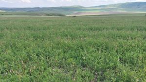 იყიდება 245000 კვმ მიწა - საგარეჯოს რაიონი