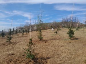 იყიდება 5500 კვმ მიწა - ქობულეთის რაიონი