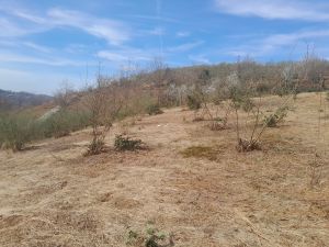 იყიდება 5500 კვმ მიწა - ქობულეთის რაიონი