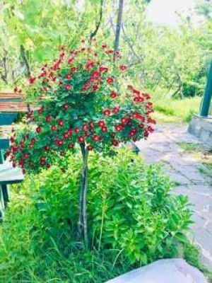 იყიდება 7 ოთახიანი სახლი - თბილისი