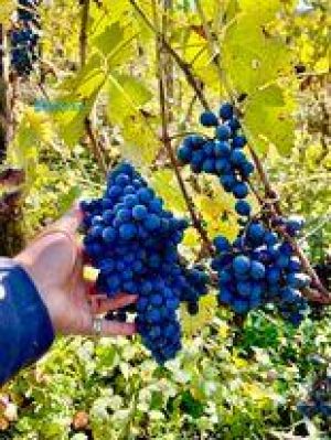 იყიდება 7000 კვმ მიწა - ცაგერის რაიონი