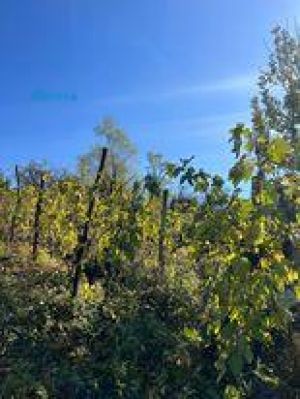 იყიდება 7000 კვმ მიწა - ცაგერის რაიონი