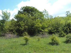 იყიდება 1500 კვმ მიწა - მცხეთის რაიონი