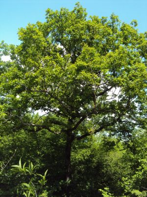 იყიდება 1500 კვმ მიწა - მცხეთის რაიონი