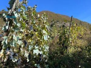 იყიდება 7000 კვმ მიწა - ცაგერის რაიონი