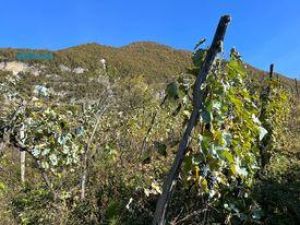 იყიდება 7000 კვმ მიწა - ცაგერის რაიონი